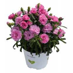 Dianthus Pot-prince