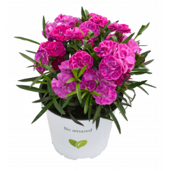 Dianthus Pot-prince