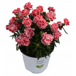 Dianthus Pot-prince