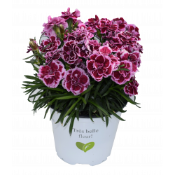 Dianthus Pot-prince