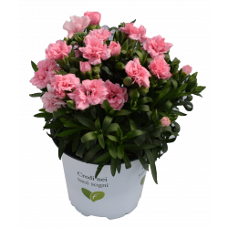 Dianthus Pot-prince