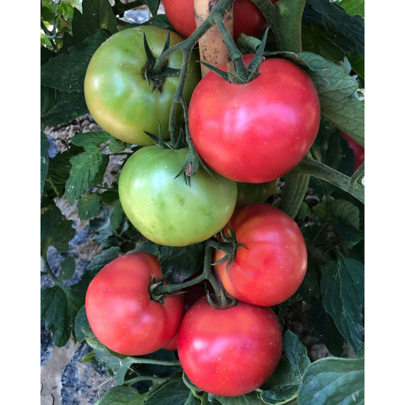 copy of Pomodoro Pomodoro Innestato Cuor Di Bue Albenga