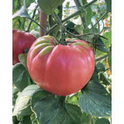 Pomodoro Innestato BELROSE