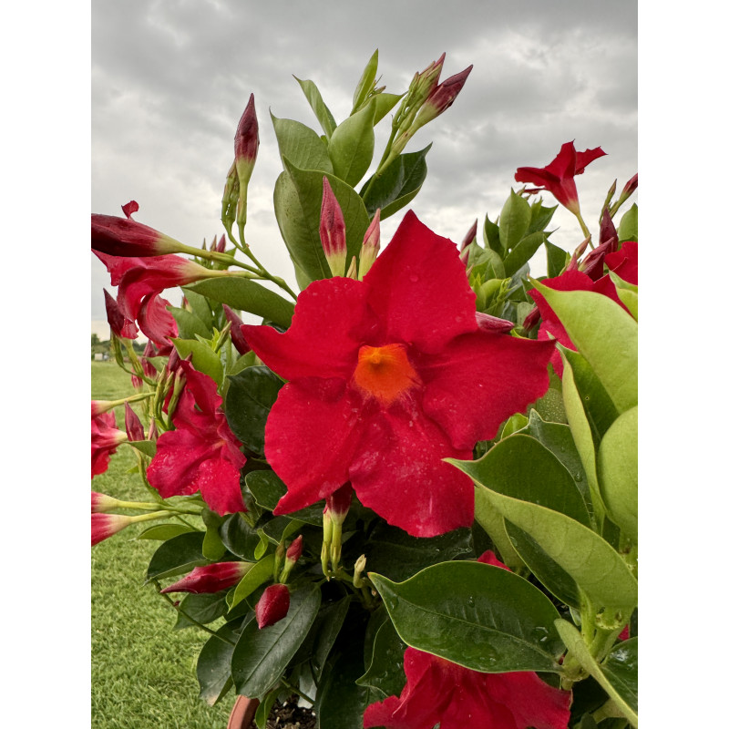 copy of Dipladenia Classic