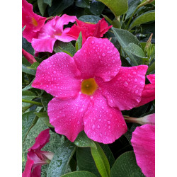 copy of Dipladenia Classic