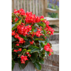 Begonia Sensy