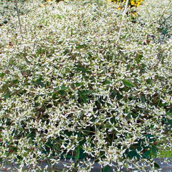 Euphorbia Euphoric