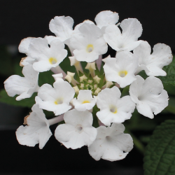 Lantana Sellowiana