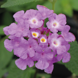 Lantana Sellowiana