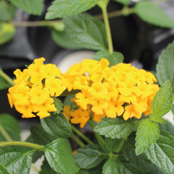 Lantana Sellowiana