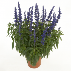 Salvia Sallyfun