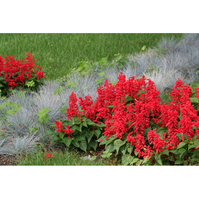 Salvia Imperial