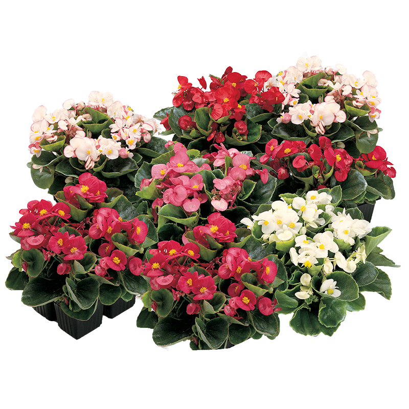 Begonia Semperflorens Angy