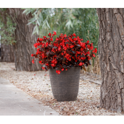 Begonia Sensy Chocolate