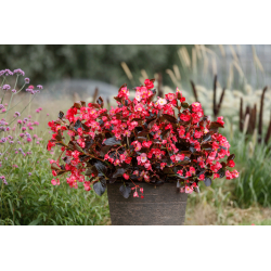 Begonia Sensy Chocolate