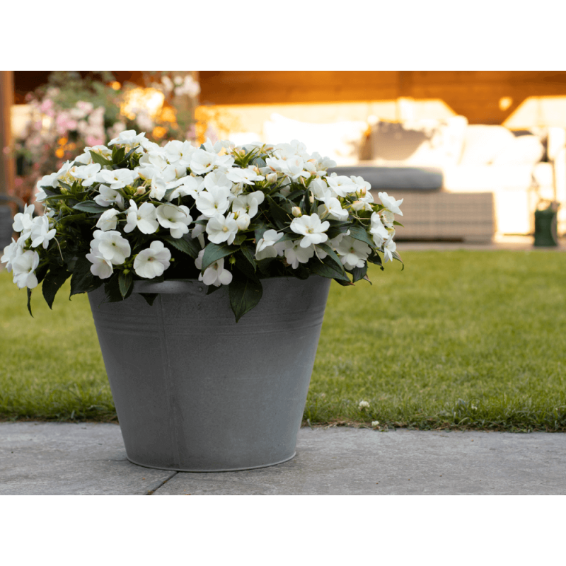 Sunpatiens Patio