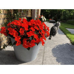 Sunpatiens Patio