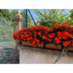 Sunpatiens Patio