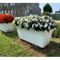 Sunpatiens Patio