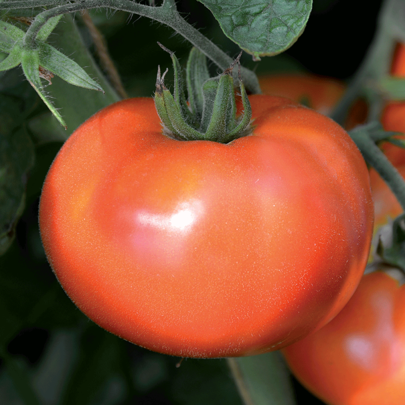 Pomodoro Zieglers Fleisch