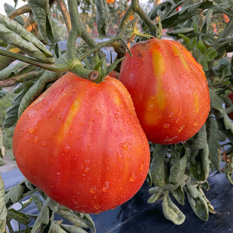 Pomodoro Cuor Di Bue Tipo Albenga