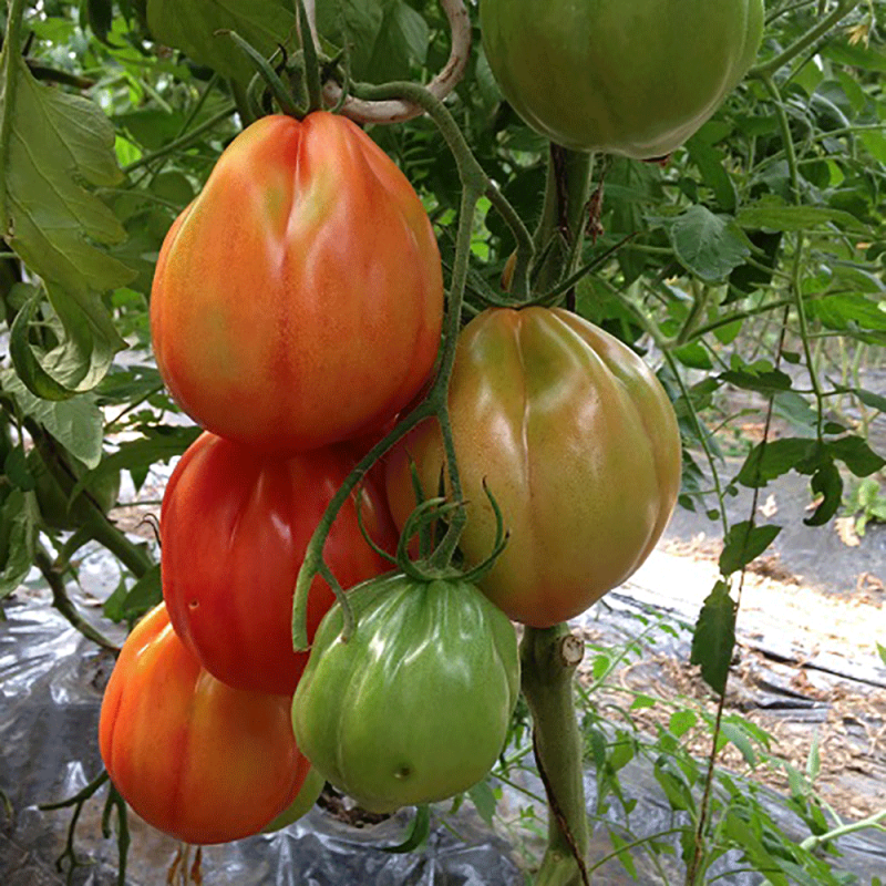 Pomodoro Cuor Di Bue Punente