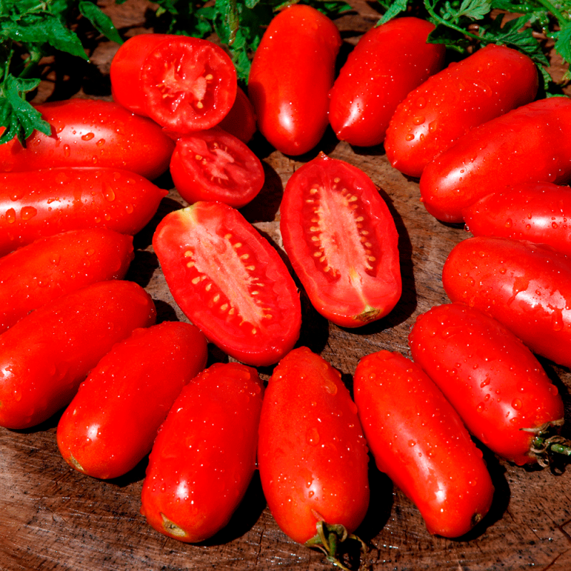 Pomodoro Red Magic Tipo San Marzano