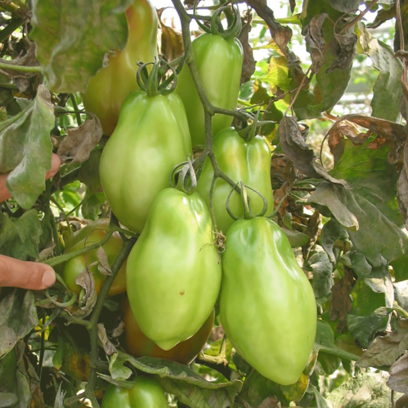 Pomodoro Scatolone San Marzano