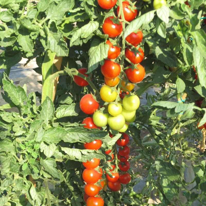 Pomodoro Ciliegino Minoprio