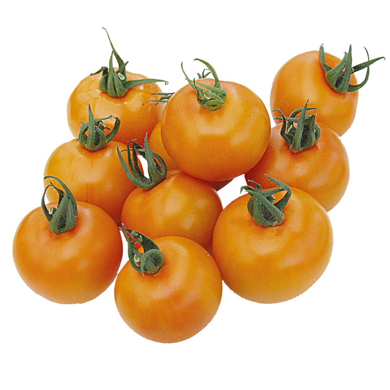 Pomodoro Ciliegino Apresa