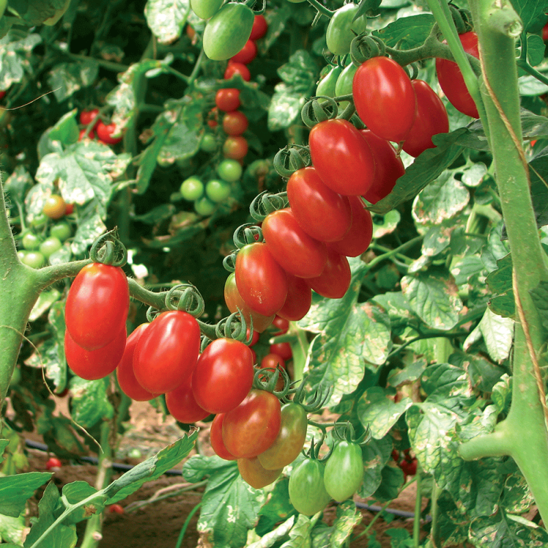 Pomodoro Datterino Valido