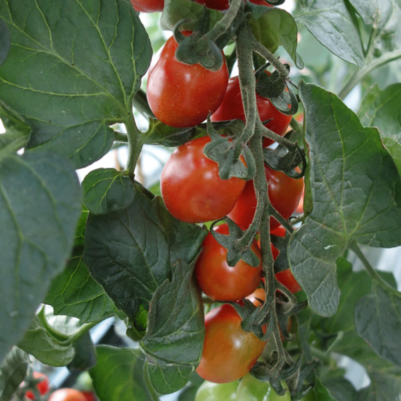 Pomodoro Datterino Tutti Frutti