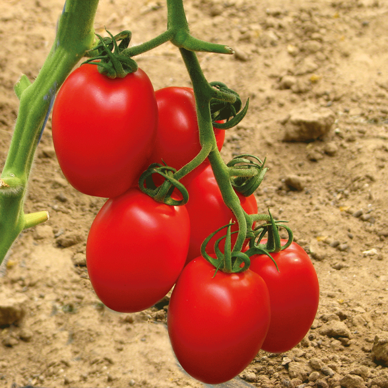 Pomodoro Datterino Rossano