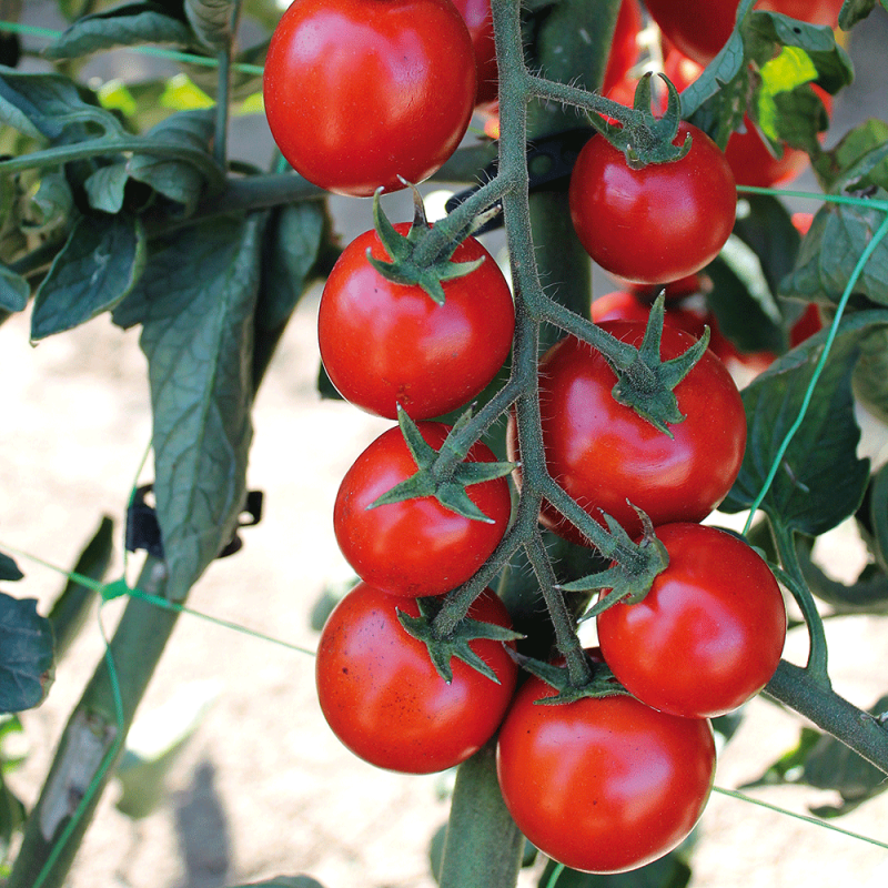 Pomodoro Tipo Pachino